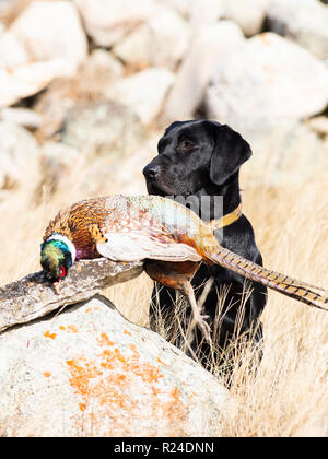 Ein schwarzer Labrador Retriever mit einem Hahn Fasan in South Dakota Stockfoto