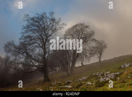 Alte Bäume im Nebel getaucht Stockfoto