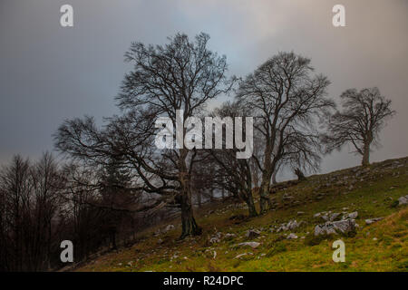 Alte Bäume im Nebel getaucht Stockfoto