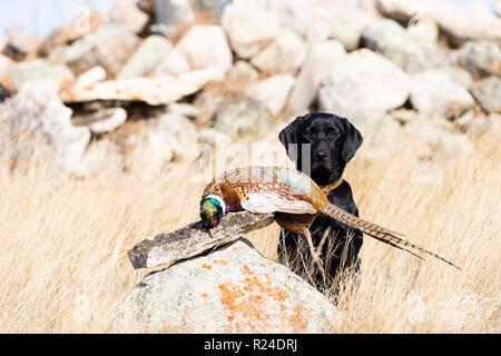 Ein schwarzer Labrador Retriever mit einem Hahn Fasan in South Dakota Stockfoto