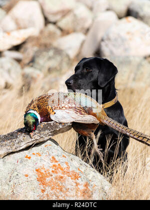 Ein schwarzer Labrador Retriever mit einem Hahn Fasan in South Dakota Stockfoto