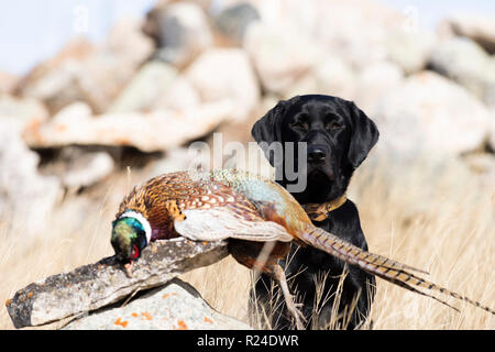 Ein schwarzer Labrador Retriever mit einem Hahn Fasan in South Dakota Stockfoto