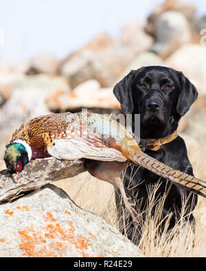 Ein schwarzer Labrador Retriever mit einem Hahn Fasan in South Dakota Stockfoto