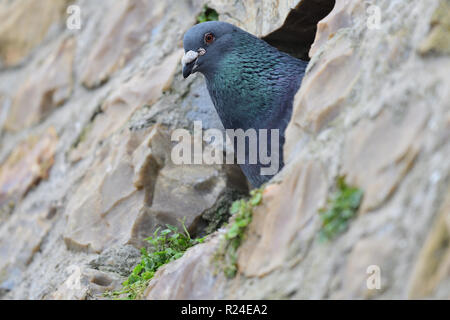 In der Nähe einer gemeinsamen Taube (Columba livia) durch ein Loch in einer Wand Stockfoto