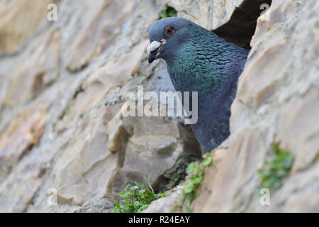 In der Nähe einer gemeinsamen Taube (Columba livia) durch ein Loch in einer Wand Stockfoto