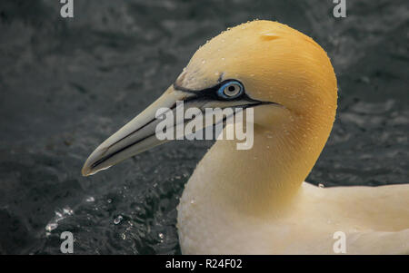 Basstölpel (Morus Bassanus) Stockfoto