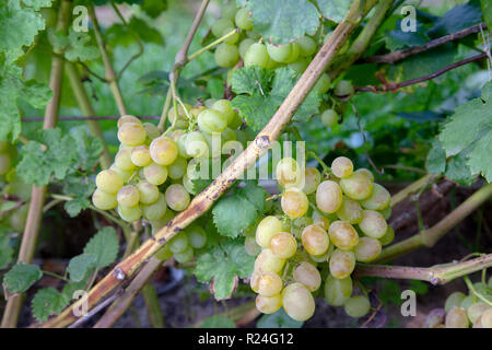 Trauben von grünen und gelben Beeren der Trauben am Ast mit Blätter im Weinberg im Herbst. Frische reife saftige Trauben Rip auf Zweige im Weinberg. Stockfoto