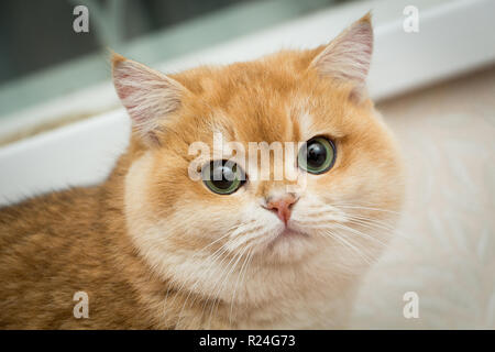 Porträt eines Goldenen britische Katze schließen, die sich in der Kamera mit hübschen grünen Augen sieht. Britisch Kurzhaar Kater BRI NY 12 black Goldene Muschel Stockfoto