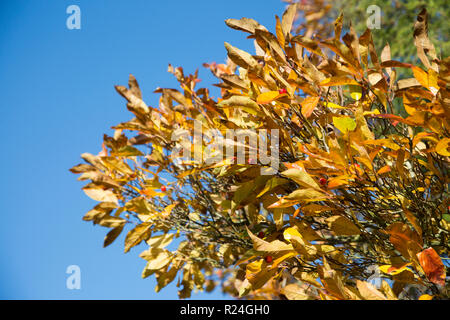 Helles orange Blätter an einem Baum an einem sonnigen Herbsttag im hellen Sonnenschein Stockfoto