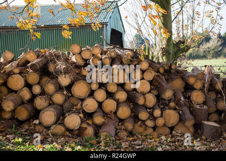 Große Stapel von frisch geschnittenen Protokolle angebunden und bis auf einen Herbst sonniger Tag in England Blocklagerung Stockfoto