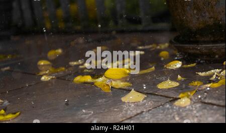 Nasse Asche gelb Blatt nach dem Regen auf der dunkel strukturierten Hintergrund mit Tropfen, kopieren. Herbst Konzept. Regen splash, grauer Hintergrund Stockfoto