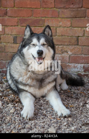 Husky cross Malamute draußen sitzen in einem Innenhof warten auf einen Spaziergang, Wolf farbige vor die Kamera zu gehen Stockfoto