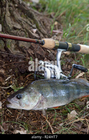 Süßwasser barsch und Angelrute mit Rolle auf natürliche Hintergrund. Angeln Konzept, Trophäe catch - große Süßwasser barsch Fisch gerade aus dem Wasser genommen Stockfoto