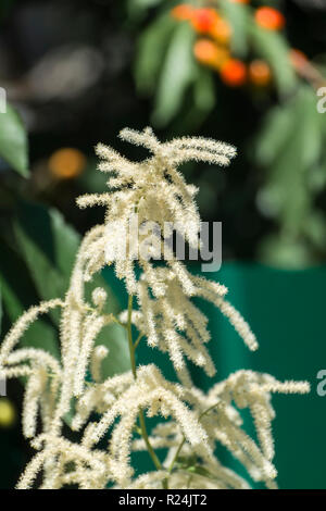 Flauschigen weißen Blüten der falschen Ziege Bart. Falsche spirea (astilbe) Stockfoto