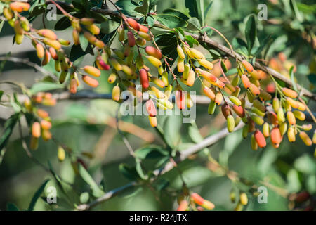 Unreifen Beeren die Berberitze (Berberis vulgaris) Stockfoto