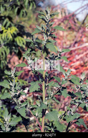 Blätter und Stengel einer Viertel Lamm (Schisandra album) Stockfoto