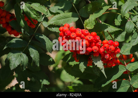 Red Mountain Ash auf einem Zweig (Sorbus aucuparia) Stockfoto