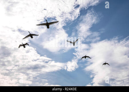 Schwäne über den Nationalpark Kellerwald-Edersee fliegen. Stockfoto