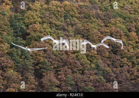 Schwäne über den Nationalpark Kellerwald-Edersee fliegen. Stockfoto