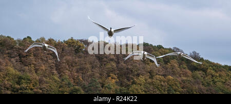 Schwäne über den Nationalpark Kellerwald-Edersee fliegen. Stockfoto