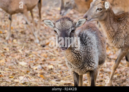Porträt eines Babys Mufflons (Ovis orientalis Musimon) Stockfoto