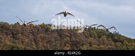 Schwäne über den Nationalpark Kellerwald-Edersee fliegen. Stockfoto