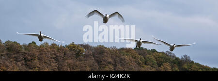 Schwäne über den Nationalpark Kellerwald-Edersee fliegen. Stockfoto