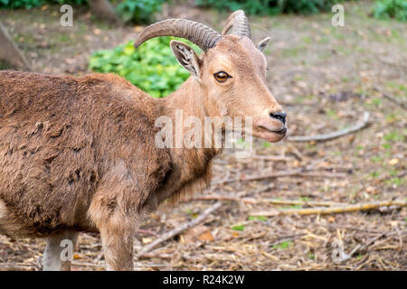 Porträt eines jungen männlichen Mufflon (Ovis orientalis Musimon) Stockfoto