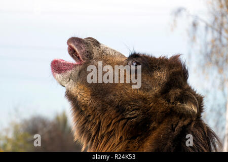 Bactrian camel heult am Mond (Camelus bactrianus) Stockfoto