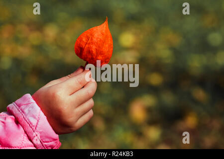 Helles orange der Chinesischen Laterne in der Hand der Kinder (Physalis Alkekengi) Stockfoto