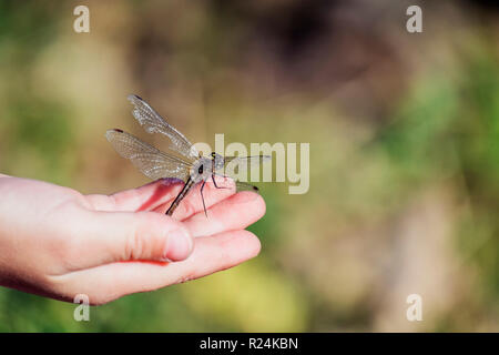 Große Libelle mit zerrissenen Flügel sitzt auf Palm des Kindes Stockfoto
