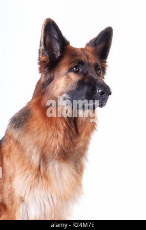 German shepherd dog portrait auf weißem Hintergrund im Studio Stockfoto