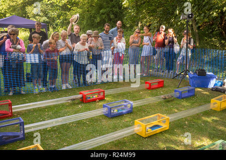 Frettchen Racing bei cholsey Dorffest, Oxfordshire Stockfoto