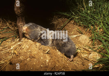 Länder des Nahen und Mittleren Ostens blinder Maulwurf - Ratte oder Palästina mole-Ratte (Spalax ehrenbergi) Stockfoto