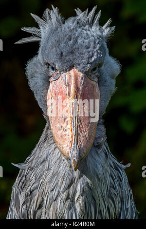 Nahaufnahme, Porträt der Schuhschnabel/whalehead/Schuh - Storch in Rechnung gestellt (Balaeniceps Rex) Native zu tropischen Ostafrika Stockfoto