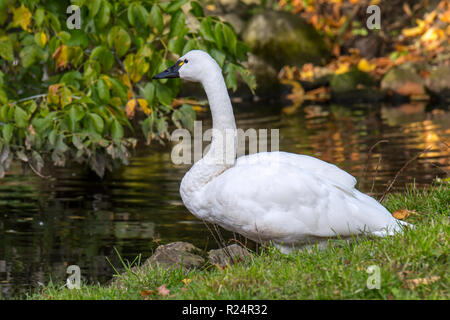 Tundra Swan/Pfeifen Schwan (Cygnus columbianus columbianus) in Nordamerika heimisch Stockfoto