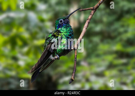 Violetear Schaumwein/Sekt violett-Ohr (Colibri coruscans), Kolibri aus Südamerika Stockfoto