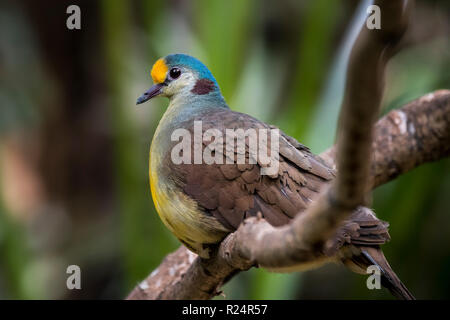 Sulawesi ground Dove / yellow-breasted Ground dove (Gallicolumba tristigmata) Native zu Indonesien Stockfoto