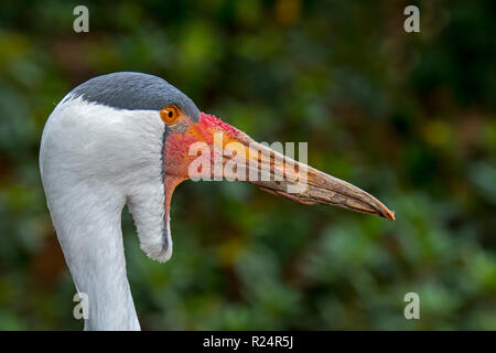 Close up Portrait von klunkerkranich (Grus carunculata/Bugeranus carunculatus) Native zu Afrika Stockfoto