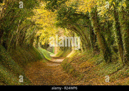 Baum Tunnel, Avenue, hohlen Weg, Pfad, Halnaker, Sussex, UK. November, auf dem Weg bis zur Halnaker Mühle, Herbst, fallen. Stockfoto