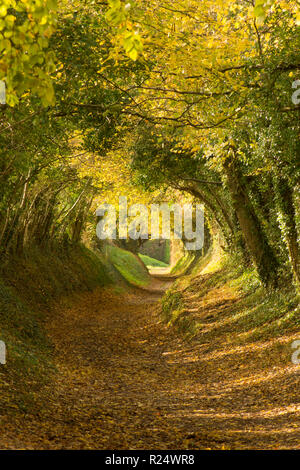 Baum Tunnel, Avenue, hohlen Weg, Pfad, Halnaker, Sussex, UK. November, auf dem Weg bis zur Halnaker Mühle, Herbst, fallen. Stockfoto