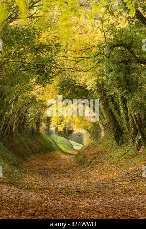 Baum Tunnel, Avenue, hohlen Weg, Pfad, Halnaker, Sussex, UK. November, auf dem Weg bis zur Halnaker Mühle, Herbst, fallen. Stockfoto