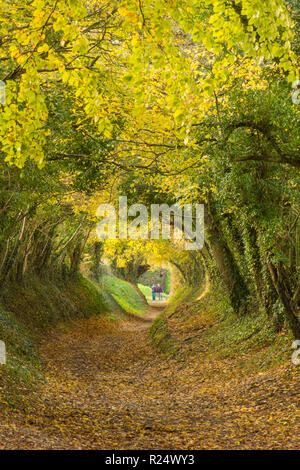 Baum Tunnel, Avenue, hohlen Weg, Pfad, Halnaker, Sussex, UK. November, auf dem Weg bis zur Halnaker Mühle, Herbst, fallen. Stockfoto