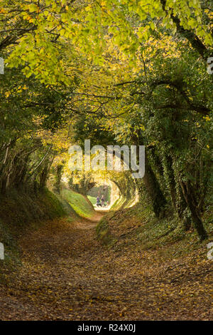 Baum Tunnel, Avenue, hohlen Weg, Pfad, Halnaker, Sussex, UK. November, auf dem Weg bis zur Halnaker Mühle, Herbst, fallen. Stockfoto