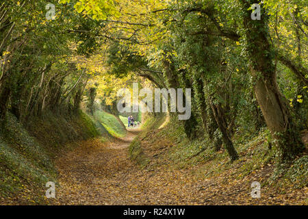 Baum Tunnel, Avenue, hohlen Weg, Pfad, Halnaker, Sussex, UK. November, auf dem Weg bis zur Halnaker Mühle, Herbst, fallen. Stockfoto