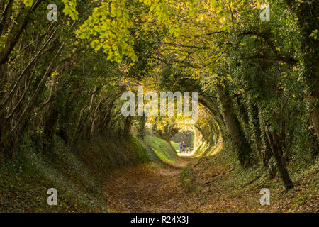 Baum Tunnel, Avenue, hohlen Weg, Pfad, Halnaker, Sussex, UK. November, auf dem Weg bis zur Halnaker Mühle, Herbst, fallen. Stockfoto