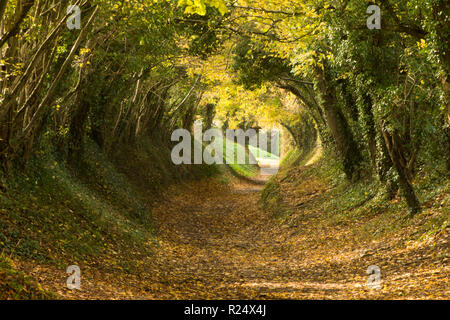 Baum Tunnel, Avenue, hohlen Weg, Pfad, Halnaker, Sussex, UK. November, auf dem Weg bis zur Halnaker Mühle, Herbst, fallen. Stockfoto