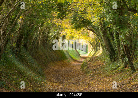 Baum Tunnel, Avenue, hohlen Weg, Pfad, Halnaker, Sussex, UK. November, auf dem Weg bis zur Halnaker Mühle, Herbst, fallen. Stockfoto