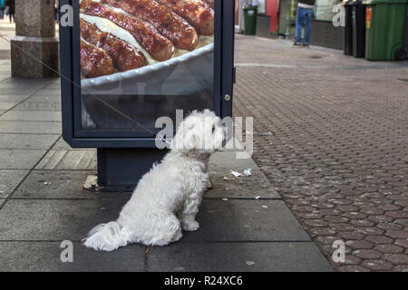 Zagreb, Kroatien - Maltipoo Hund vor der Fast Food Store auf dem Boden sitzend gebunden und wartet auf seinen Meister Stockfoto