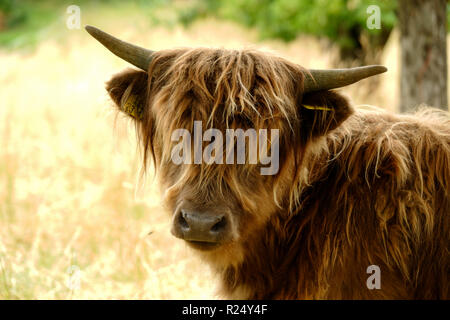 Portrait einer schottischen Highland-Kuh Stockfoto